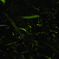 蛍20090613