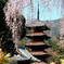 15025身延山久遠寺の枝垂れ桜と五重塔