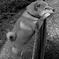 考える犬