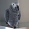 African Grey Parrot