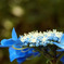 深山の紫陽花