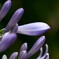 Agapanthus #1