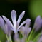 Agapanthus #2