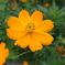 flower20120722-3