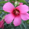 flower20120722-1
