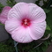 flower20120722-2