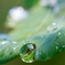 雨上がりに見つけた宝石
