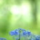 紫陽花色々Ⅲ