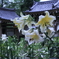 松尾寺のカサブランカ　　　8200
