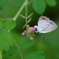 tsubamesijimi IMGP8748
