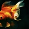 a Goldfish