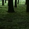 小人の森