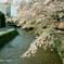 疎水と桜