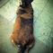 "TSUCHINOKO" DOG 