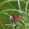 秋に焦がれて