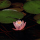 IMG_3203花蓮2
