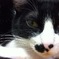 ウチ猫