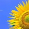 真夏の太陽