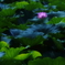 月夜に浮かぶ