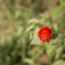紅一点、千日紅