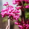 花2