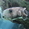 沖縄水族館