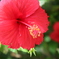 沖縄の花