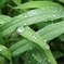 雨上がりのうるおい