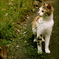 ねこ