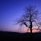 Twilight Tree