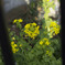 柵越しの菜の花
