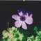 花、陰