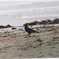 海カラス