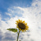 SUN FLOWER