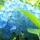 紫陽花