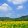 ２０１２年、夏、ひまわり（１）