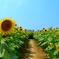 ひまわり迷路