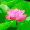 Pinky Lotus