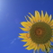 夏