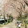 桜の下で
