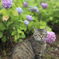 猫と紫陽花