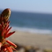 at Mannhattann Beach in Los Angeles