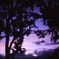 sleeping forest