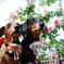 バラと愛犬