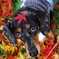 紅葉と愛犬1