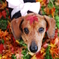 紅葉と愛犬2