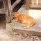 猫②