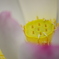 蓮