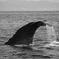 マッコウクジラin羅臼Ⅱ