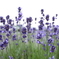 ラベンダー